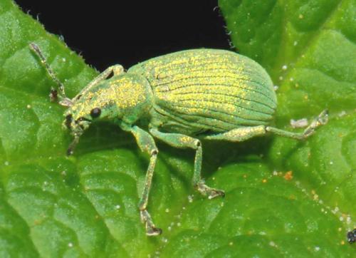Polydrusus planifrons