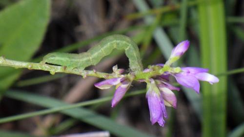 Réf. 194 270 : Chrysodeixis chalcites