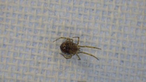 Steatoda triangulosa