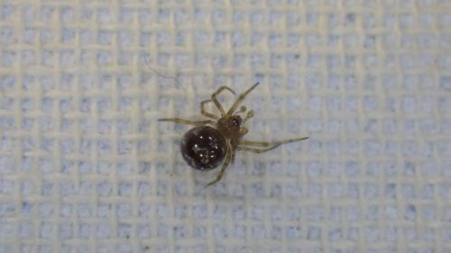 Réf. 194 852 : Steatoda triangulosa