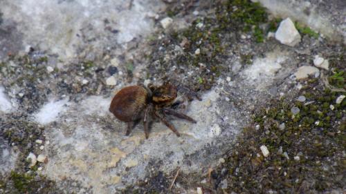 Carrhotus xanthogramma