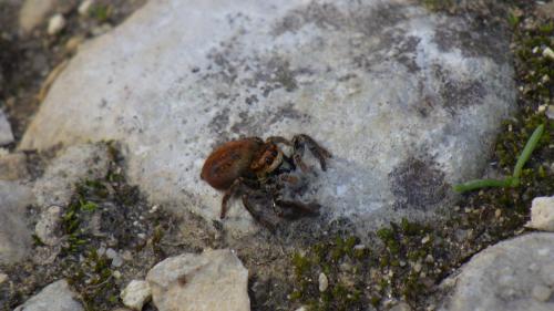 Carrhotus xanthogramma