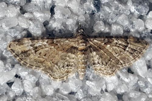 Gymnoscelis rufifasciata