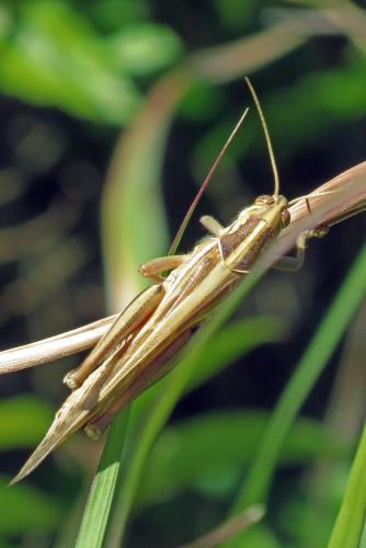 Réf. 194 351 : Cyrtacanthacridinae inconnu