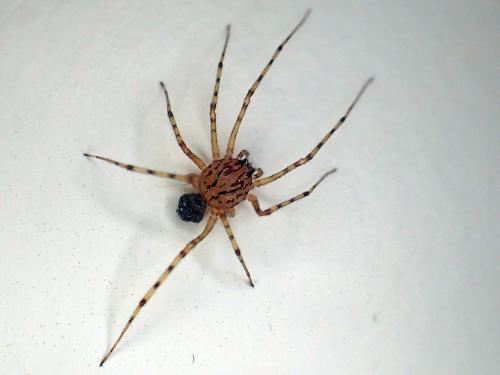 Réf. 194 073 : Scytodes thoracica