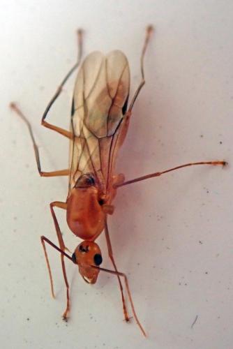 Réf. 194 352 : Camponotus maculatus