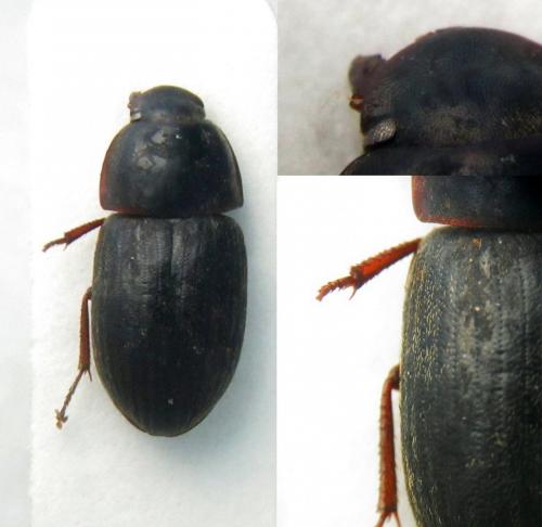 Réf. 194 507 : Crypticus mulsanti