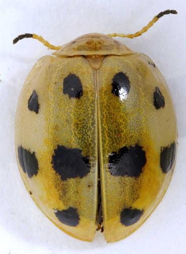 Réf. 194 556 : Oides decempunctatus