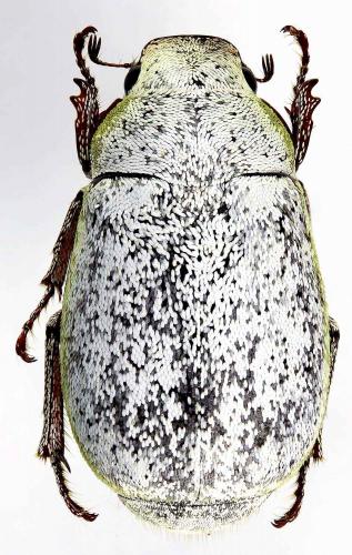 Cyphochilus sp.