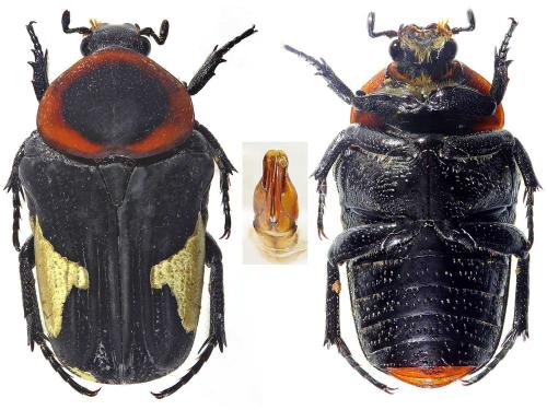 Glycyphana horsfieldii