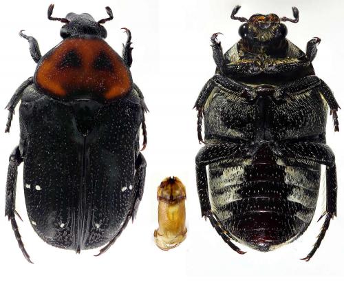 Glycyphana quadricolor