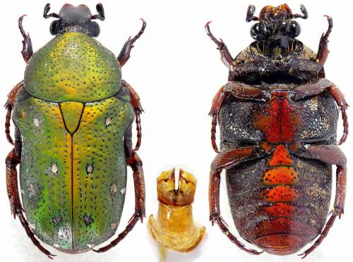 Glycyphana tonkinensis