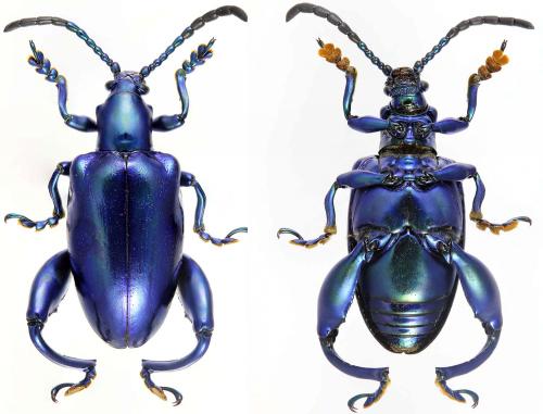 Sagra femorata