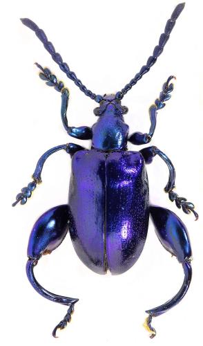 Sagra odontopus