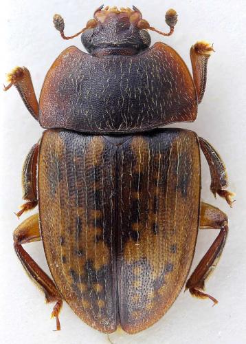 Phenolia picta