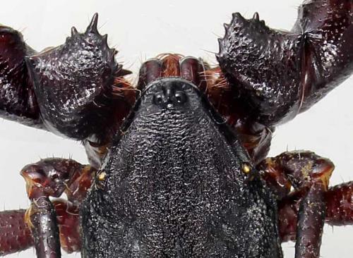 Ginosigma schimkewitschi