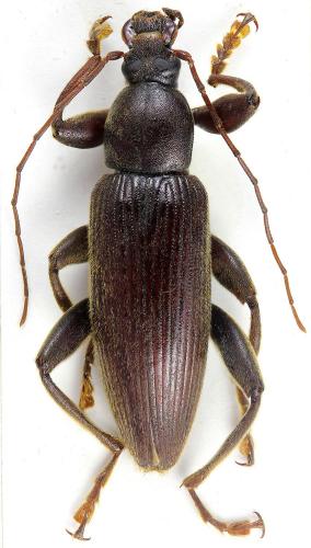 Bolbostetha sp.