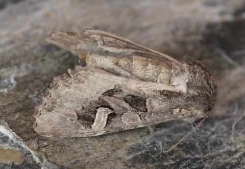 Trigonophora jodea