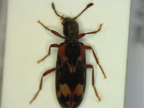 Réf. 194 563 : Agnathus decoratus