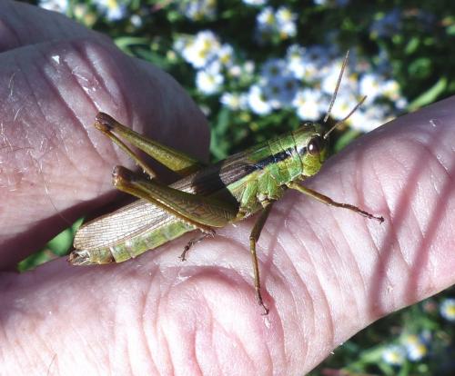 Mecostethus parapleurus parapleurus