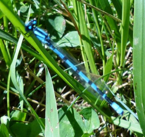 Enallagma cyathigerum