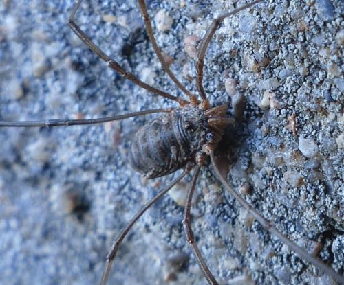 Phalangium opilio