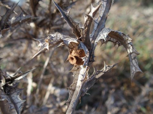 Eumenes sp.
