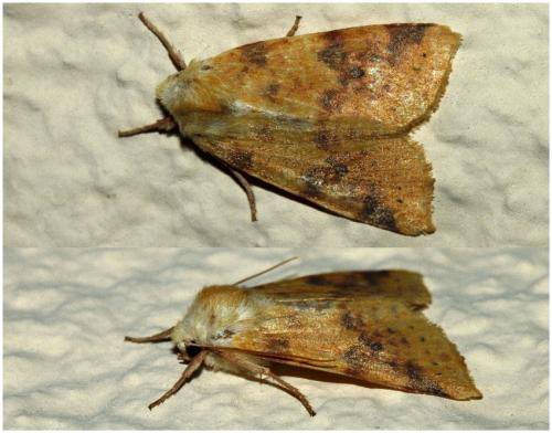 Réf. 194 015 : Xanthia icteritia