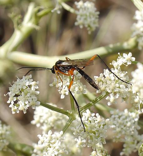 Exetastes sp.