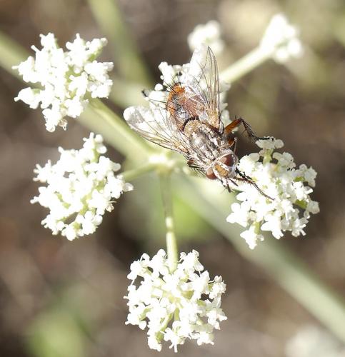 Réf. 194 133 : Linnaemya vulpina