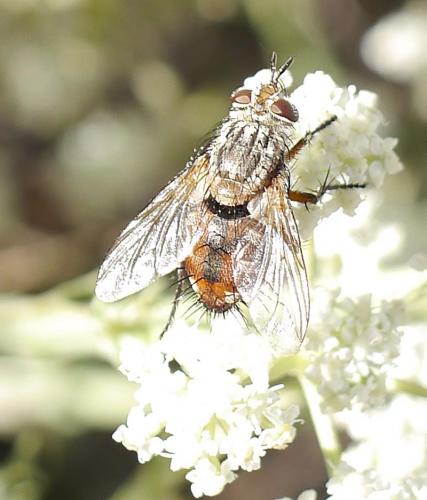 Réf. 194 132 : Linnaemya vulpina