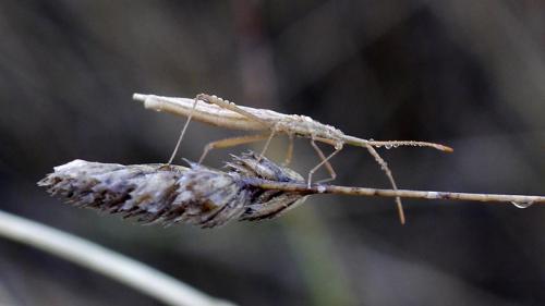 Chorosoma schillingii
