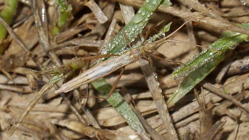 Chorosoma schillingii