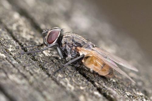 Réf. 194 172 : Musca domestica