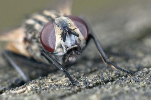 Réf. 194 175 : Musca domestica