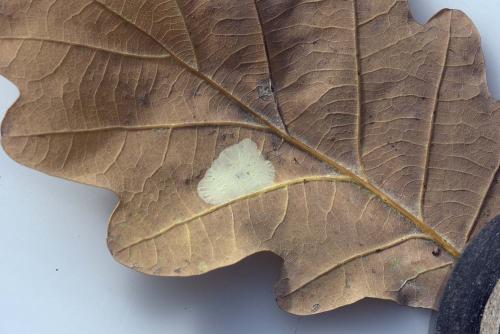 Réf. 194 797 : Phyllonorycter sp.