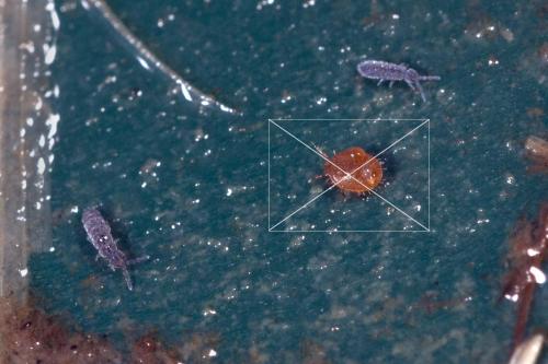 Desoria trispinata
