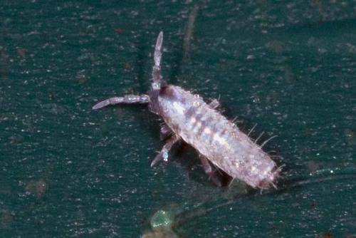 Réf. 194 242 : Lepidocyrtus curvicollis