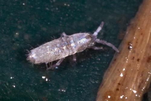 Lepidocyrtus curvicollis