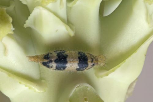 Réf. 194 205 : Hyposoter ebeninus