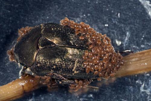 Uropoda sp.