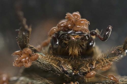 Uropoda sp.