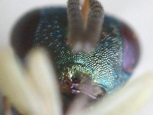 Mesopolobus sericeus