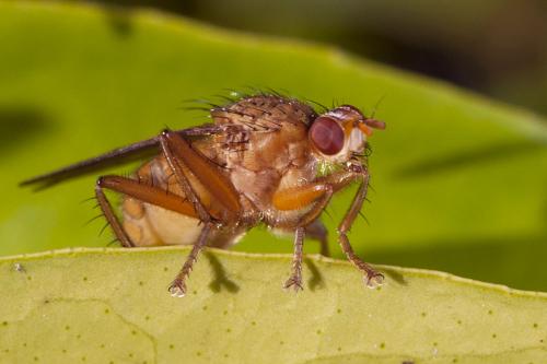Scathophaga suilla