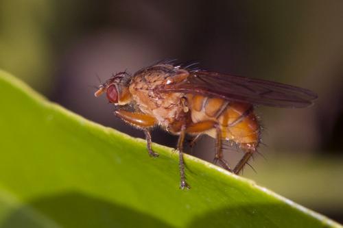 Scathophaga suilla