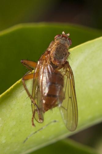 Scathophaga suilla