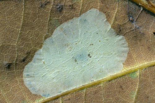 Réf. 194 798 : Phyllonorycter sp.