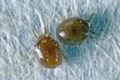 Uropoda sp.