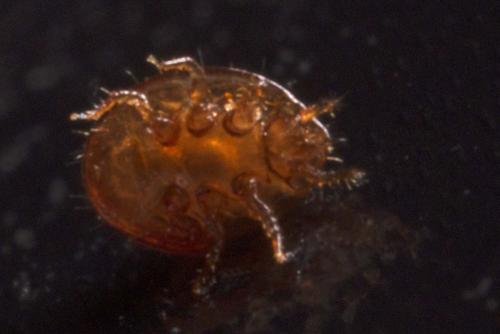 Uropoda sp.