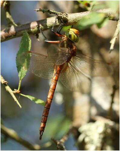 Aeshna isoceles